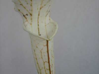 Sarracenia leucophylla 'Alba'